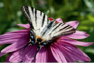 bag2c.tif